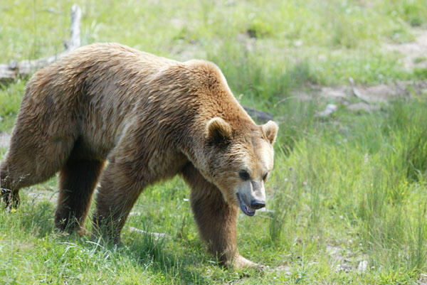 Le Parc animalier 2 - J-C_ KANNY - CDT  Moselle