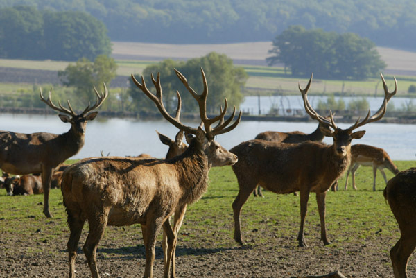 Le Parc animalier - J-C_ KANNY - CDT  Moselle